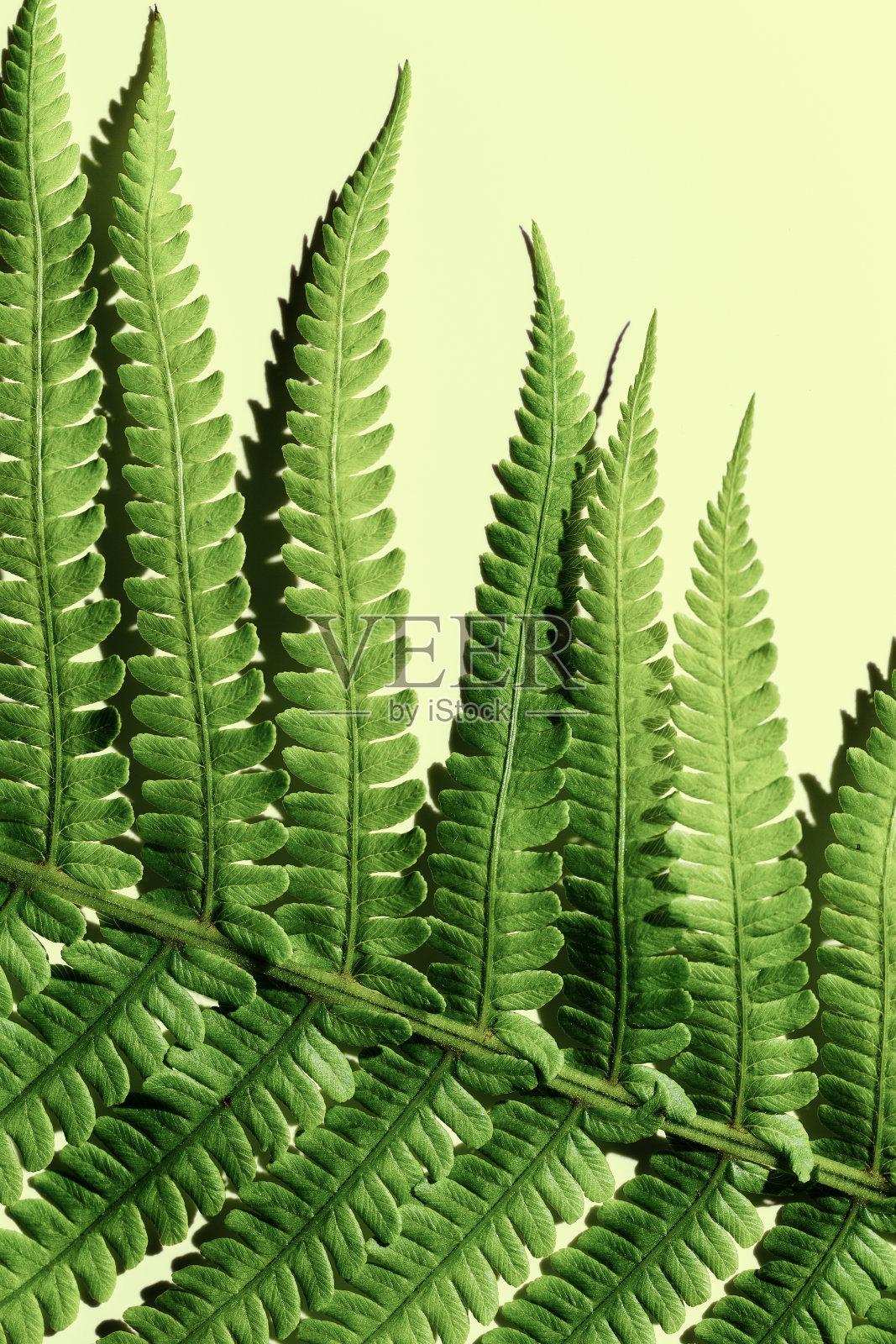 绿蕨叶特写，植物纹理为背景，自然美图案，宏观趋势风景绿蕨在阳光下与阴影，最小的自然几何线条和形状照片摄影图片