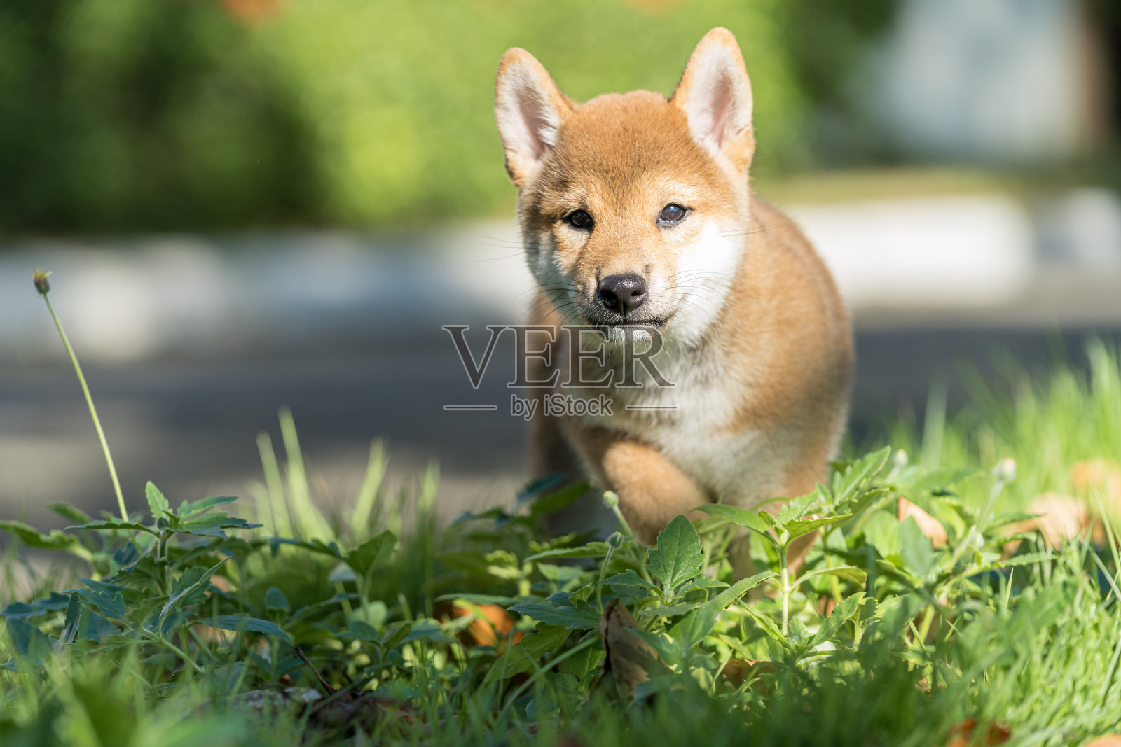 可爱的红色柴犬小狗在草地上散步。快乐的红色柴犬小狗。照片摄影图片