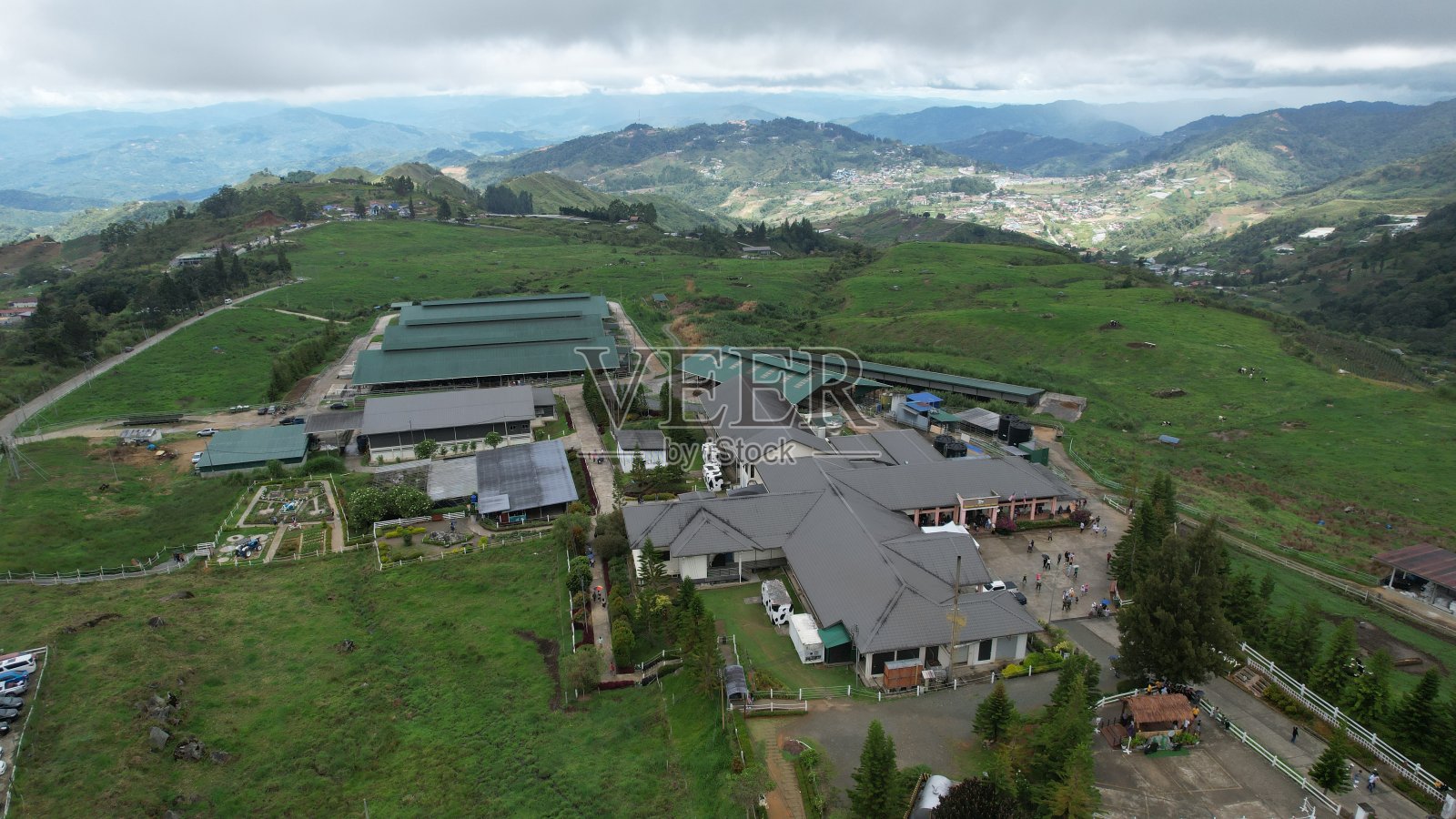 德萨奶牛农场鸟瞰图照片摄影图片