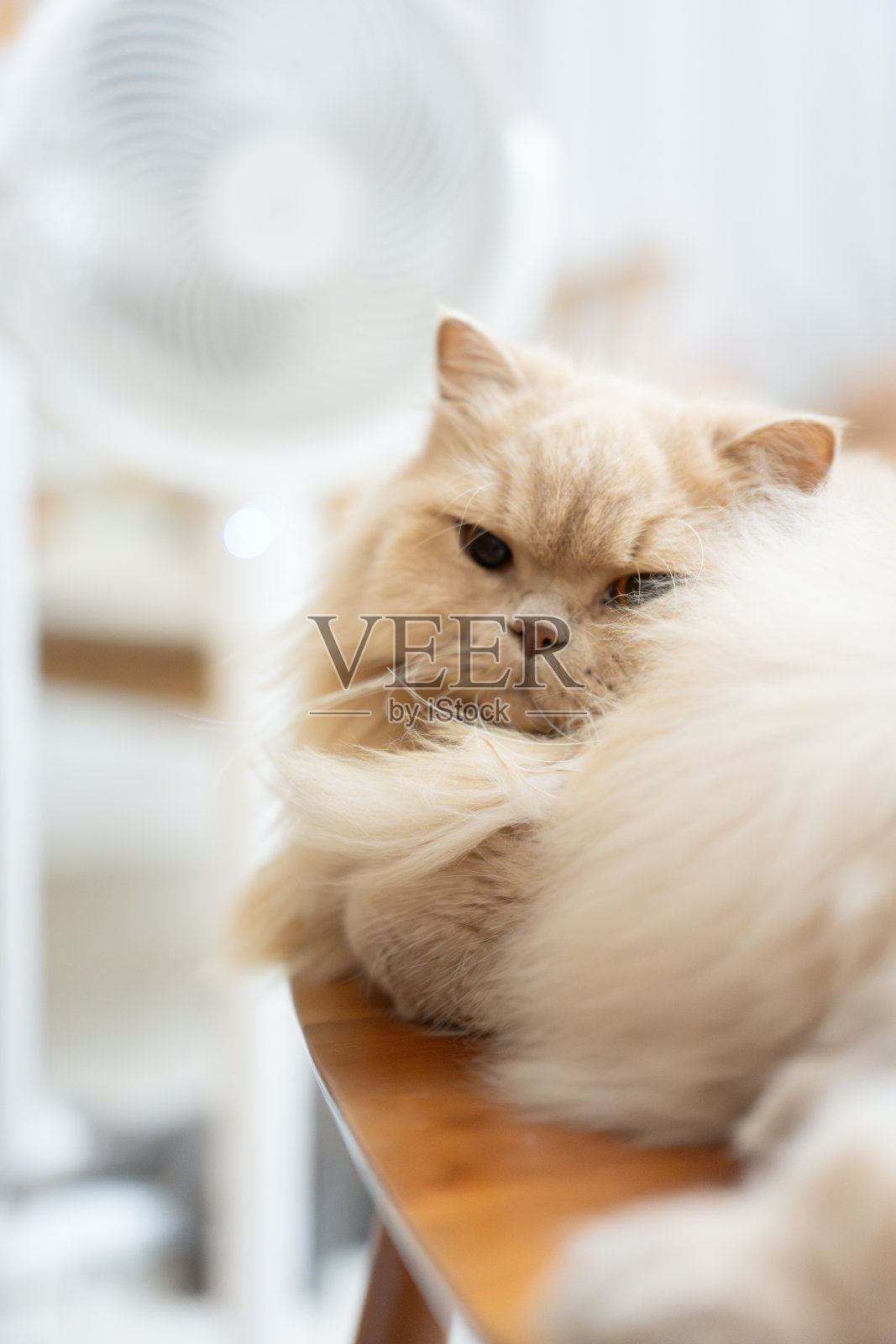 一只黄色的英国长毛猫发现天气太热了，坐在椅子上享受着空调和风扇。照片摄影图片