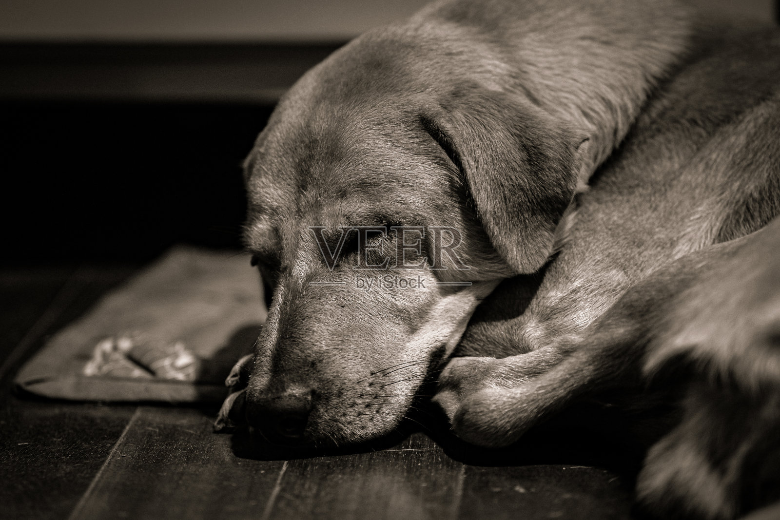 一只棕色的狗在木地板上睡觉。照片摄影图片