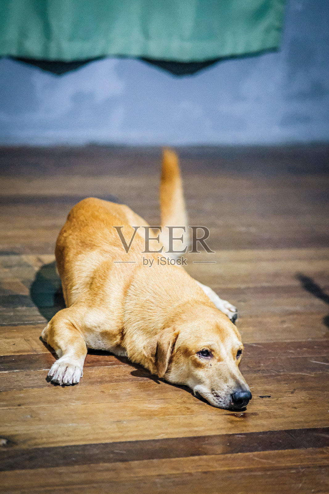 一只棕色的狗躺在木地板上休息。照片摄影图片