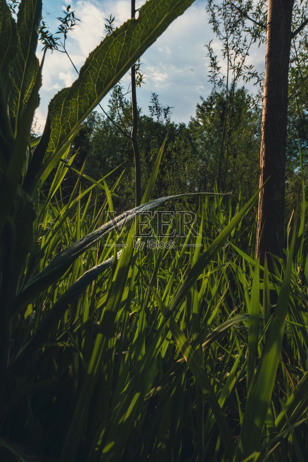 春天的草坪照片摄影图片