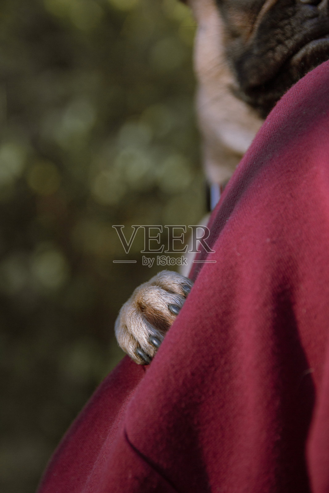 狗在公园里玩耍照片摄影图片