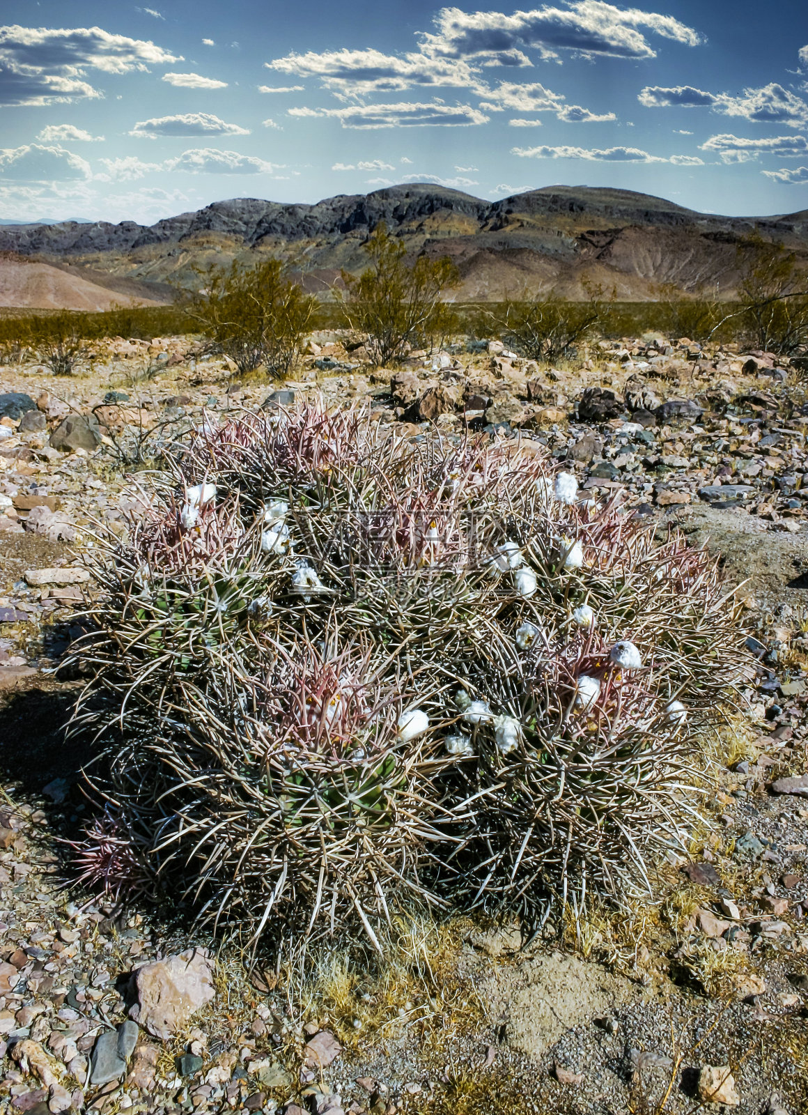 多头棘蟹，加州沙漠景观与仙人掌照片摄影图片