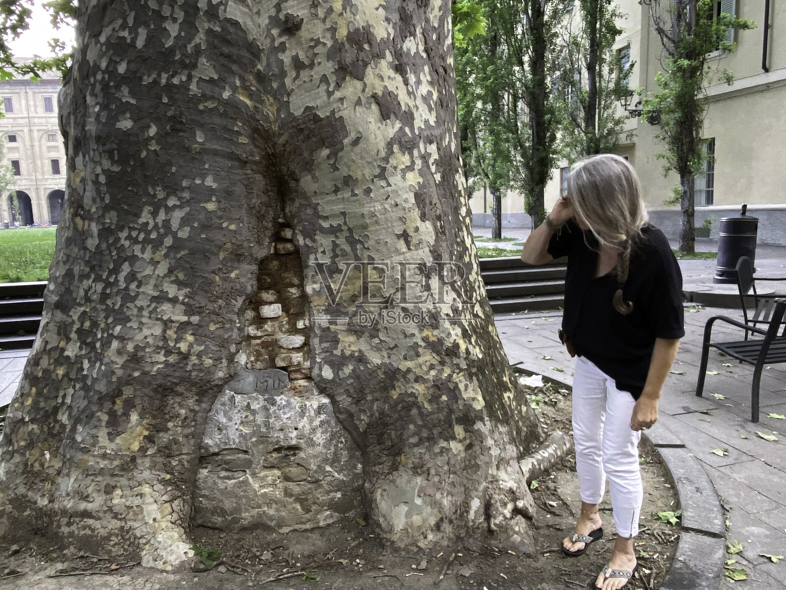 帕尔马的大树照片摄影图片