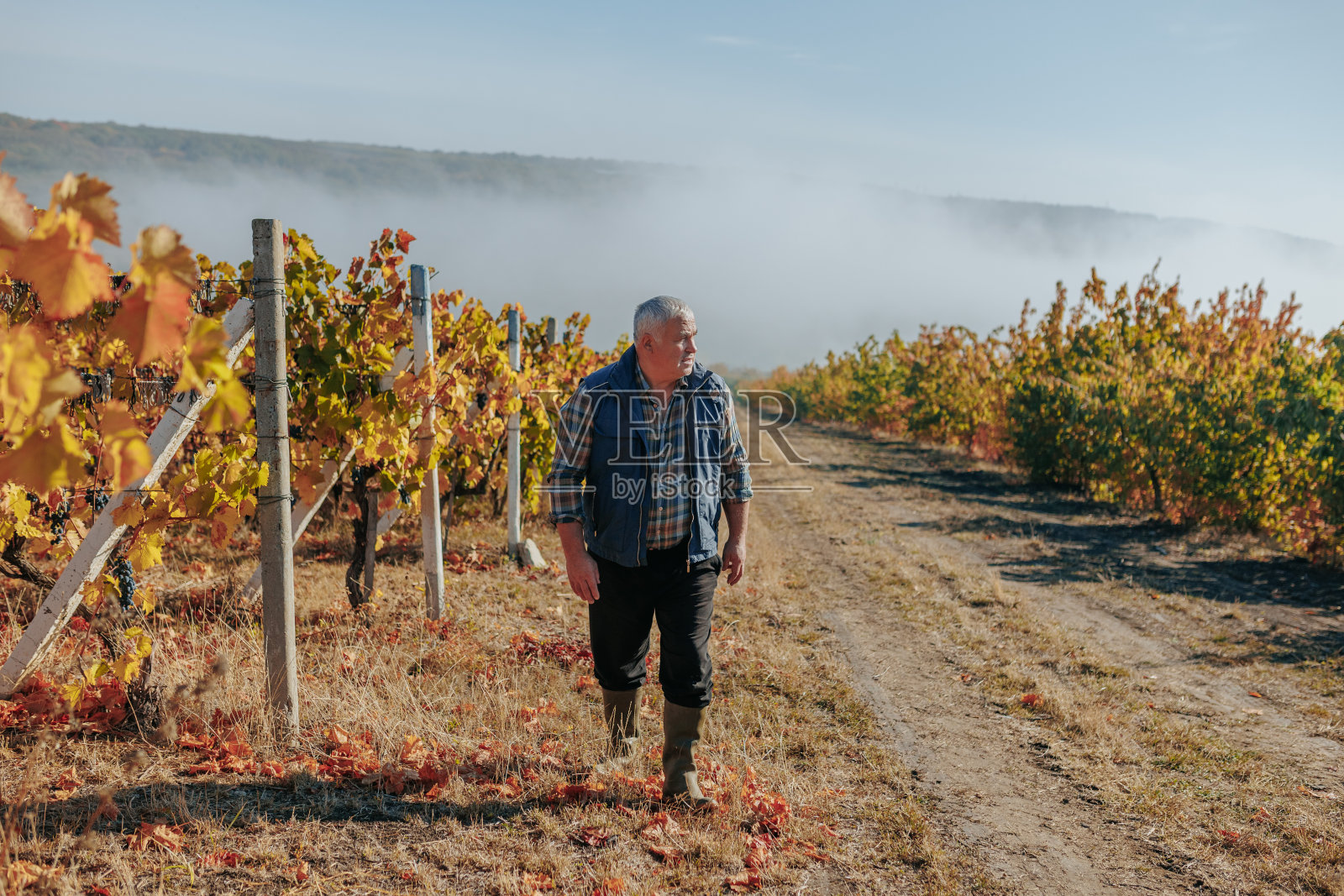 栽培庄稼经验丰富的农民走在一排排葡萄中间照片摄影图片