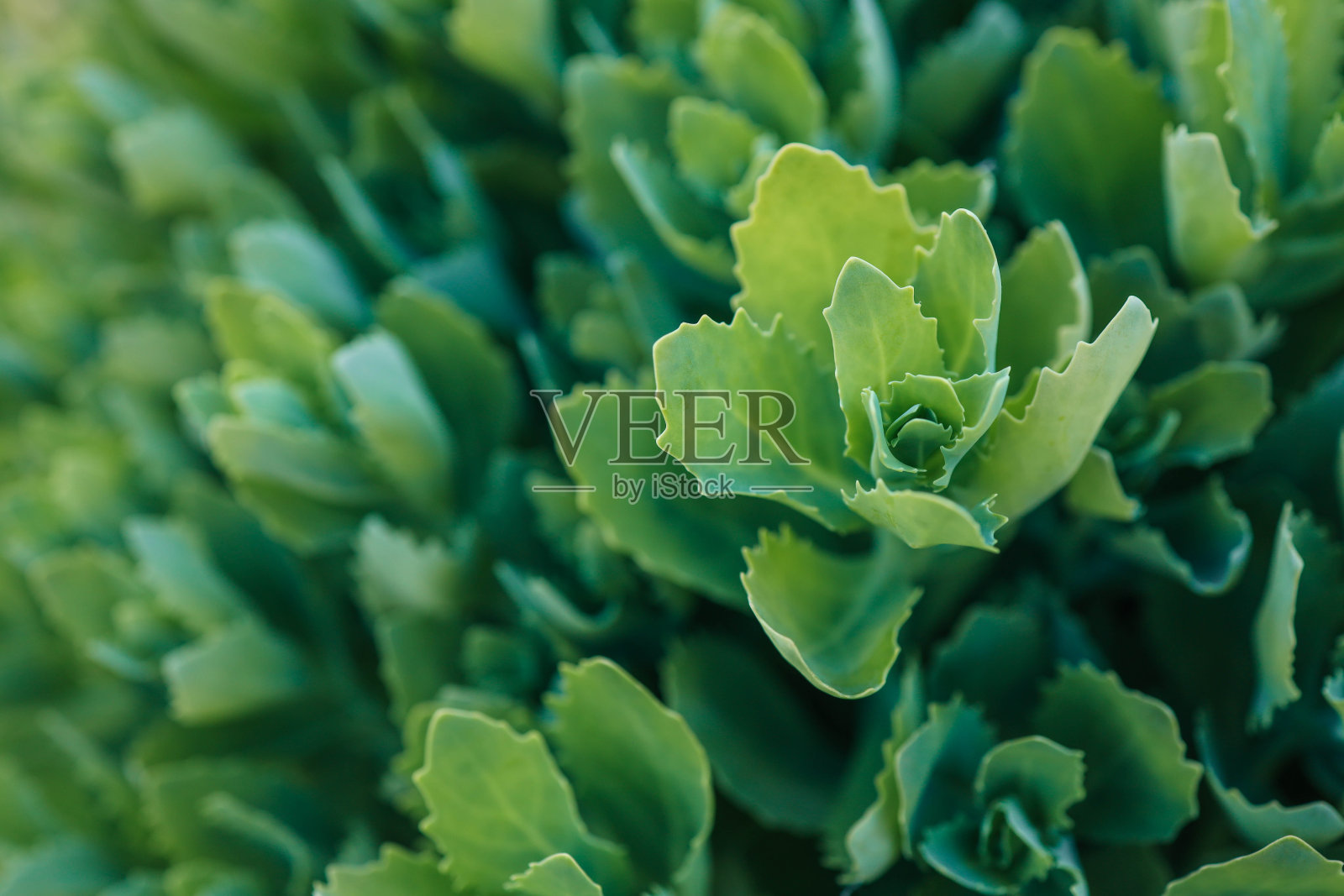 自然背景。近距离绿色月牙多汁-图像照片摄影图片