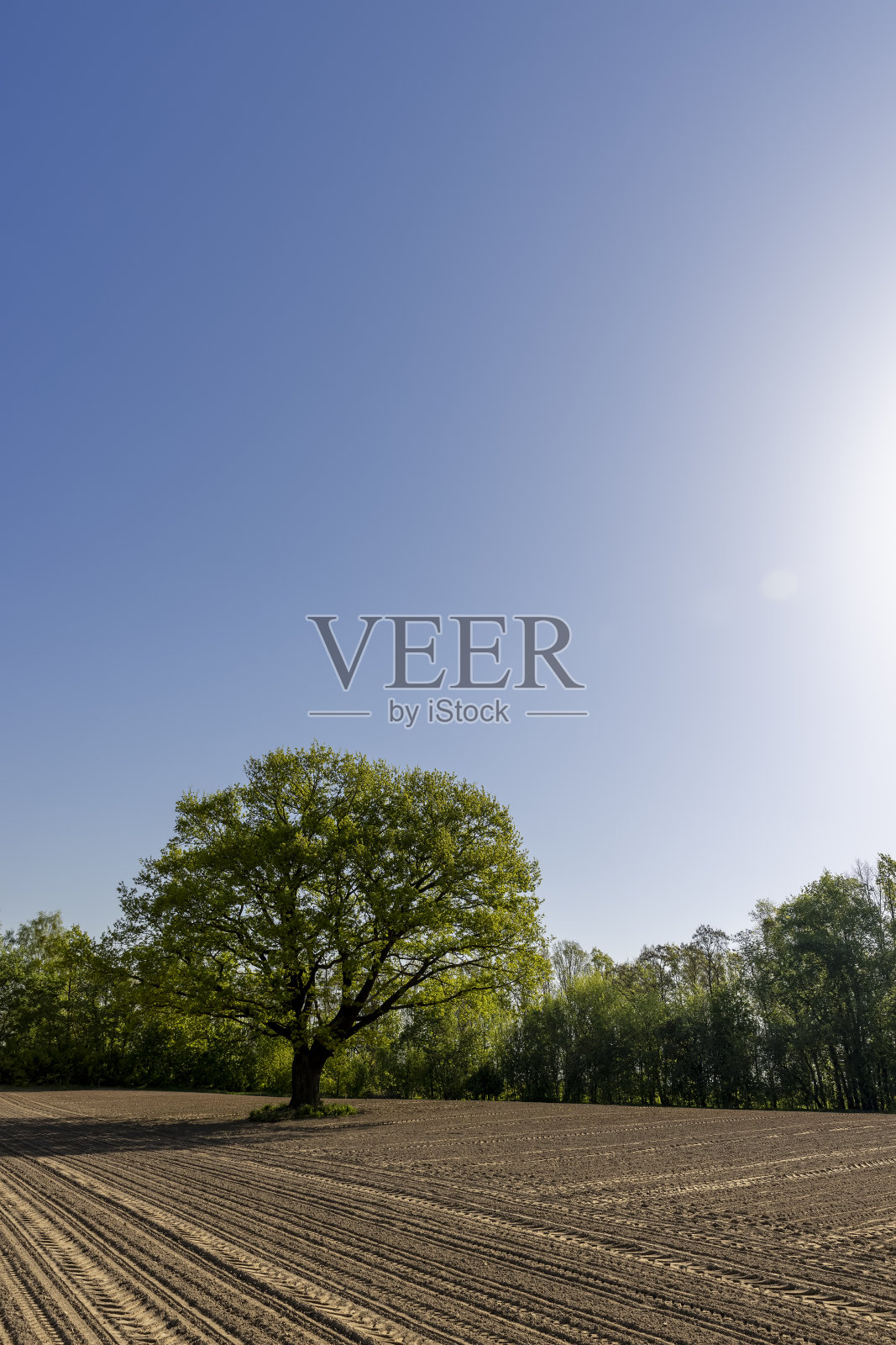 一棵在农田里生长的橡树照片摄影图片