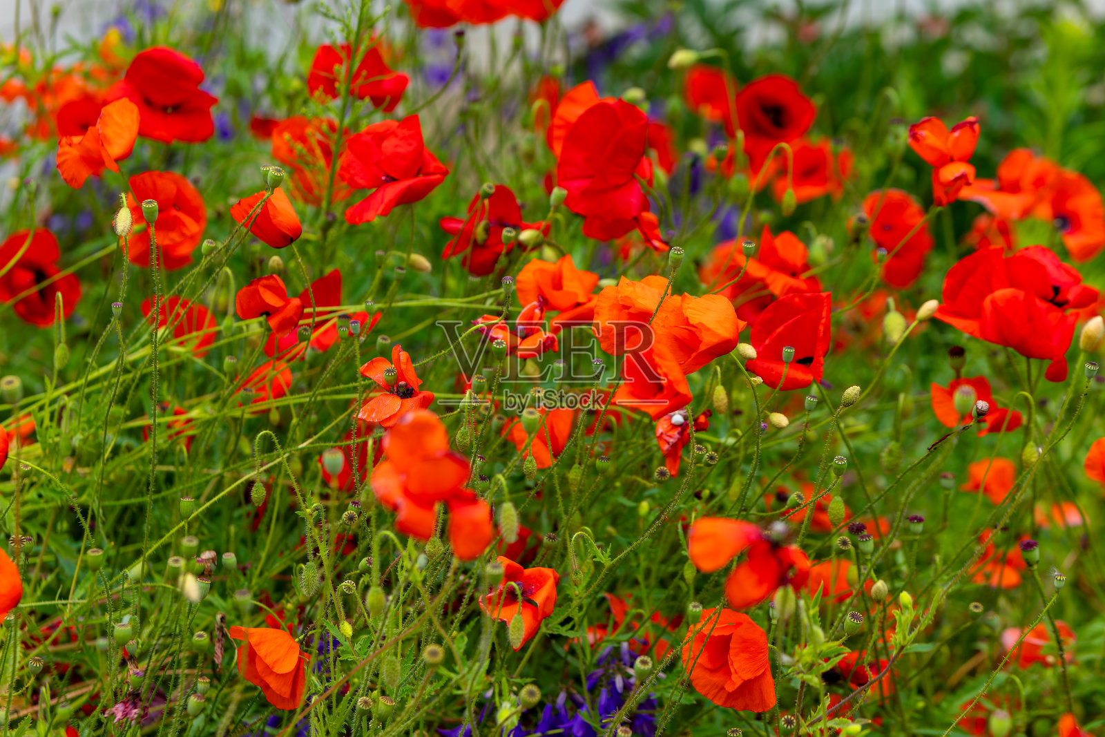 一片红色的花，背景是一些紫色的花照片摄影图片