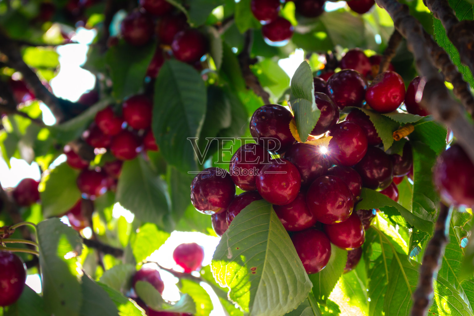 阳光下的樱桃树花园。夏收概念。成熟的樱桃果实。夏季的背景。夏日静物。有机红樱桃。明亮的绿色叶子和红色的浆果。夏天的风景。照片摄影图片