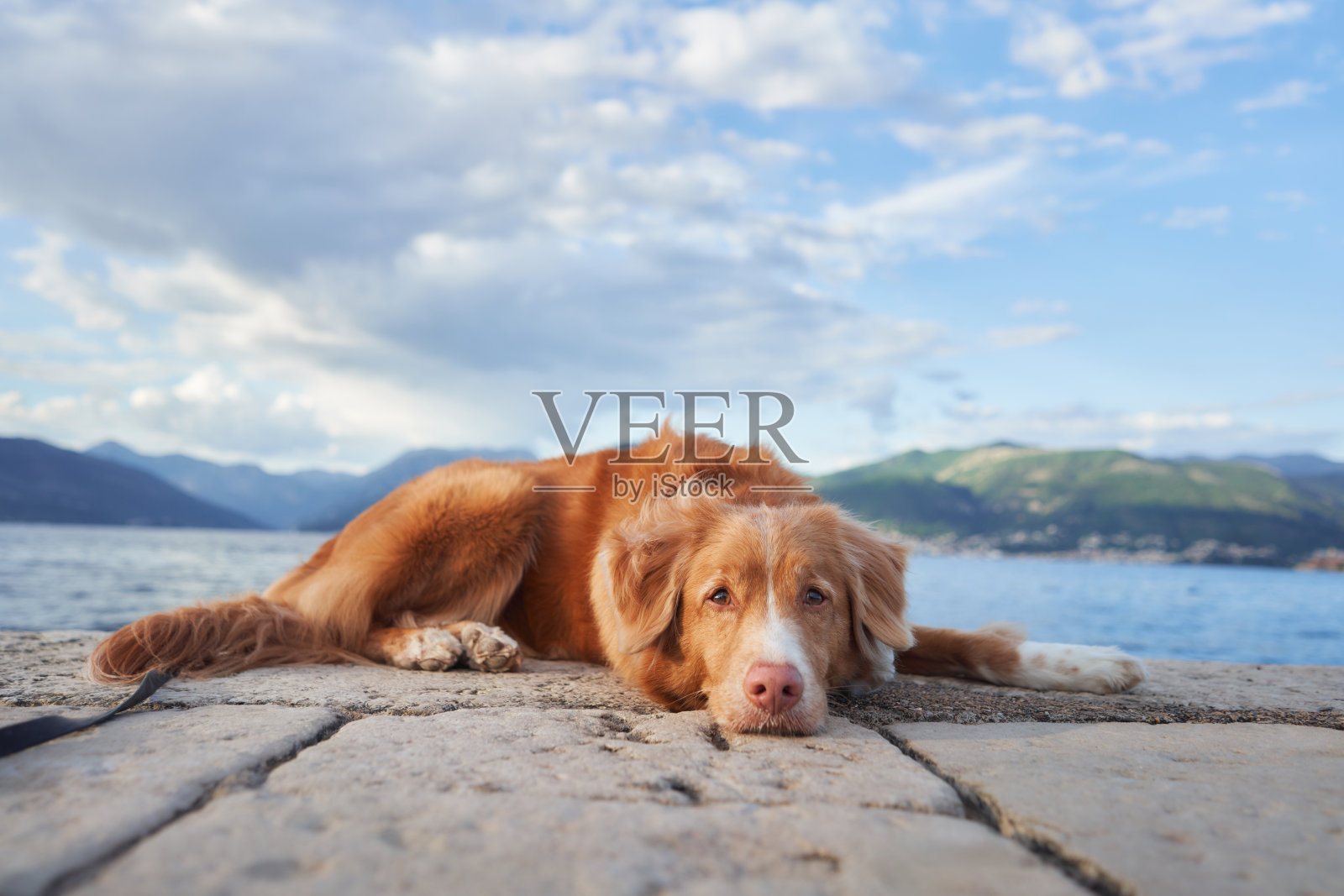 一只新斯科舍省的叫鸭寻回犬躺在海边的石架上照片摄影图片