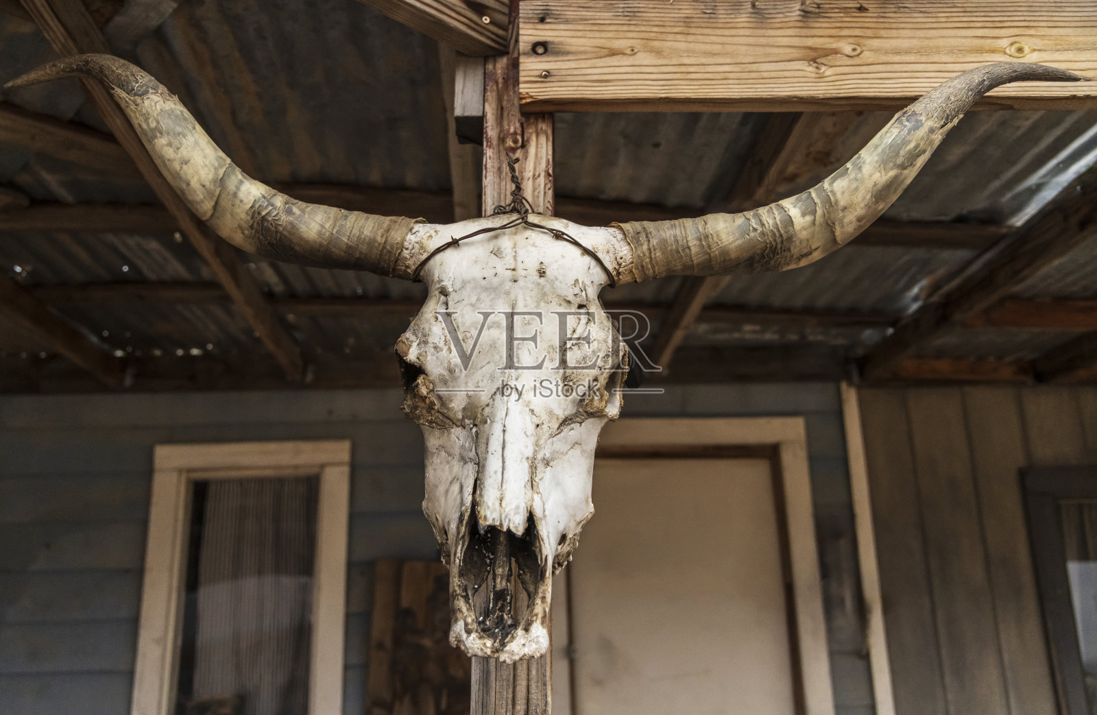 美国亚利桑那州一个模拟的西部小镇上悬挂的牛头骨。照片摄影图片