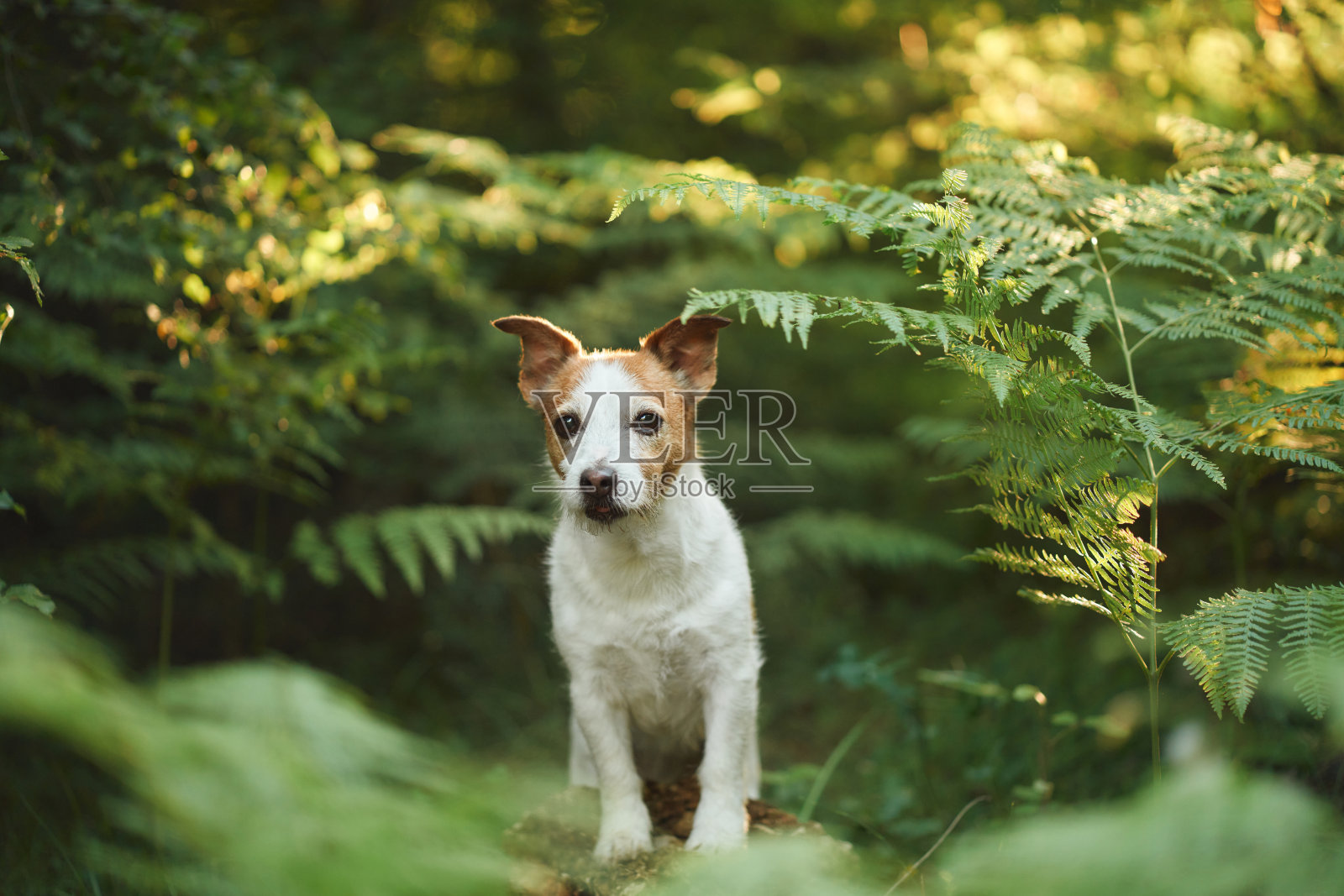 一只杰克罗素梗在茂密的绿色蕨类植物旁照片摄影图片