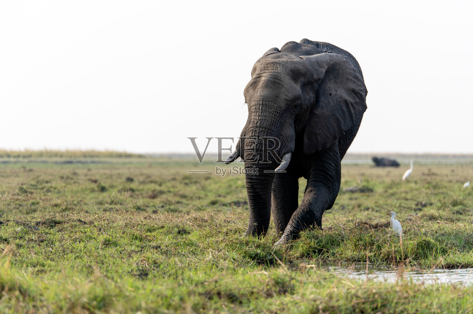 绿色田野上的非洲象照片摄影图片
