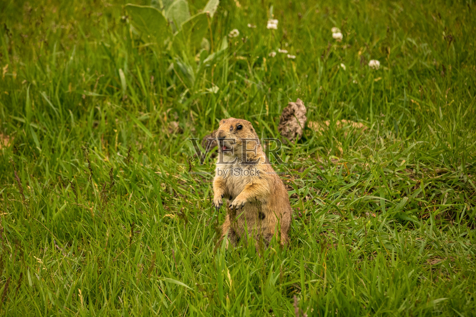 南达科他州布莱克山的草原土拨鼠照片摄影图片