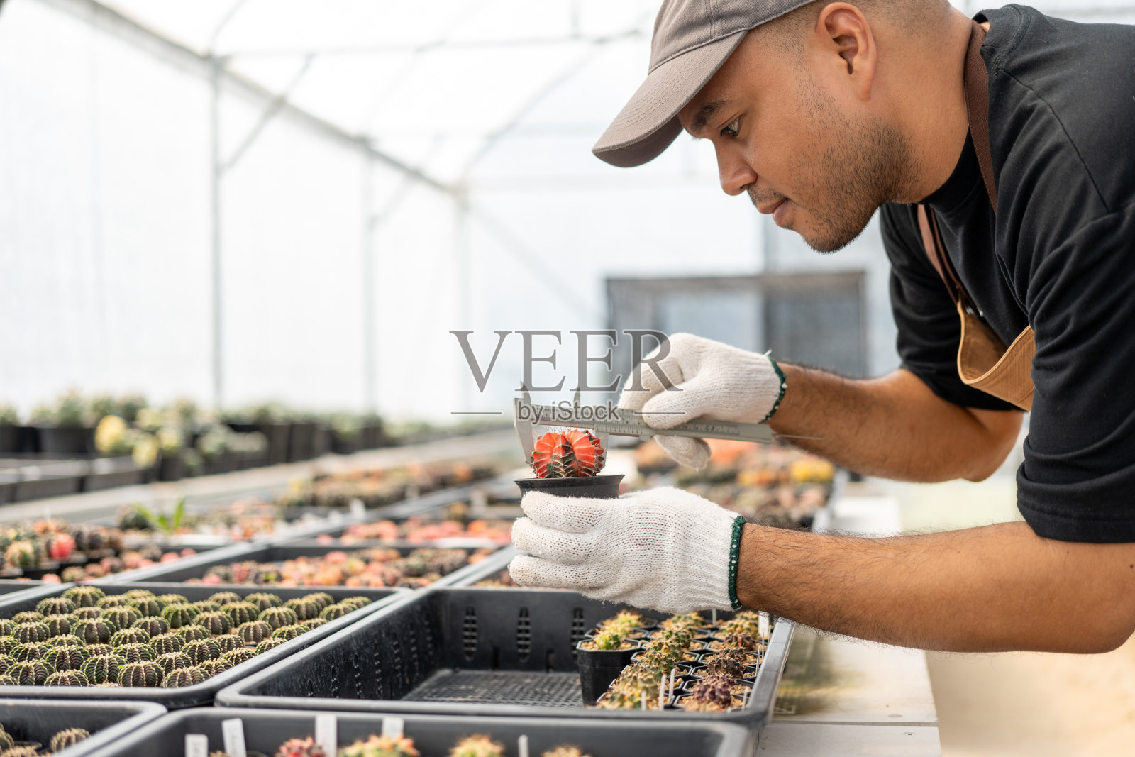 仙人掌护理收获。农民仙人掌人在温室后院工作。快乐园丁在温室检查手套和围裙的缺陷。用泥土或泥土在花盆中种植。照片摄影图片