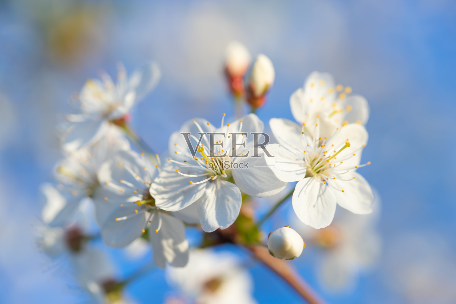 春天，樱花枝头开满了花照片摄影图片