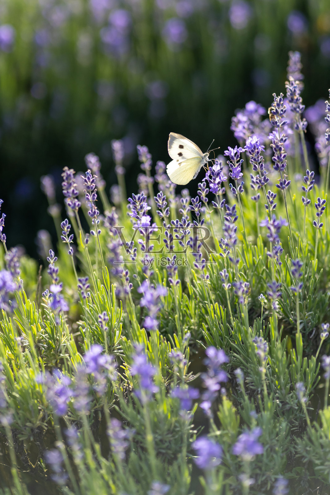 捕食薰衣草的大型白蝴蝶照片摄影图片