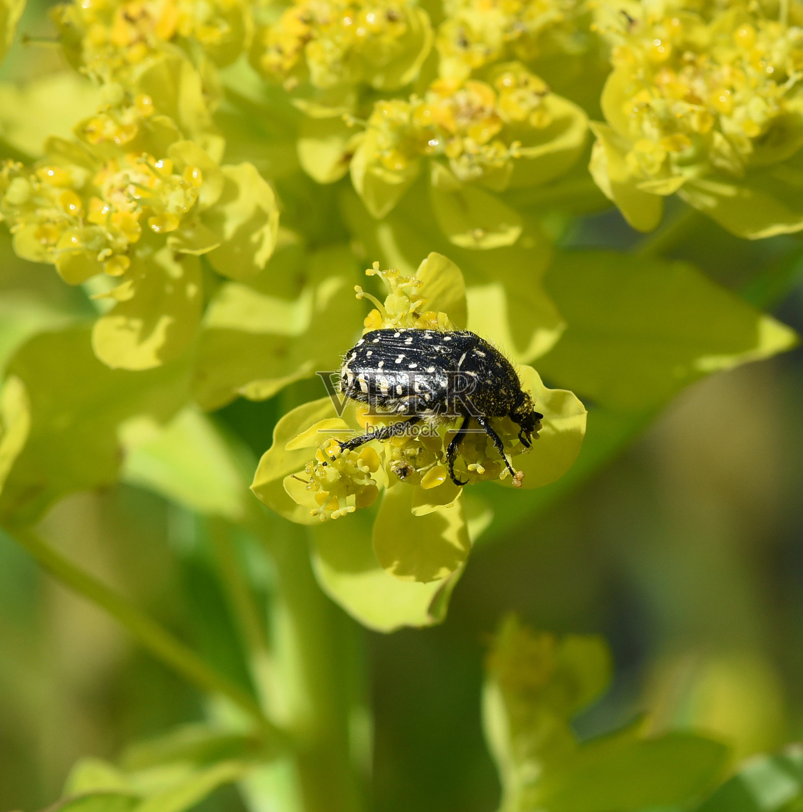 玫瑰甲虫，鲸目目，aurata照片摄影图片