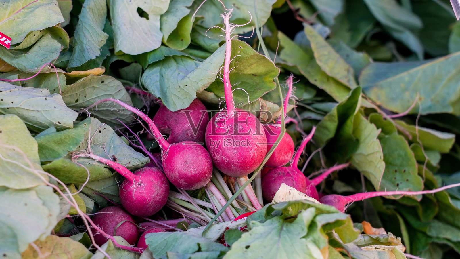 农贸市场上刚收获的绿叶红萝卜照片摄影图片