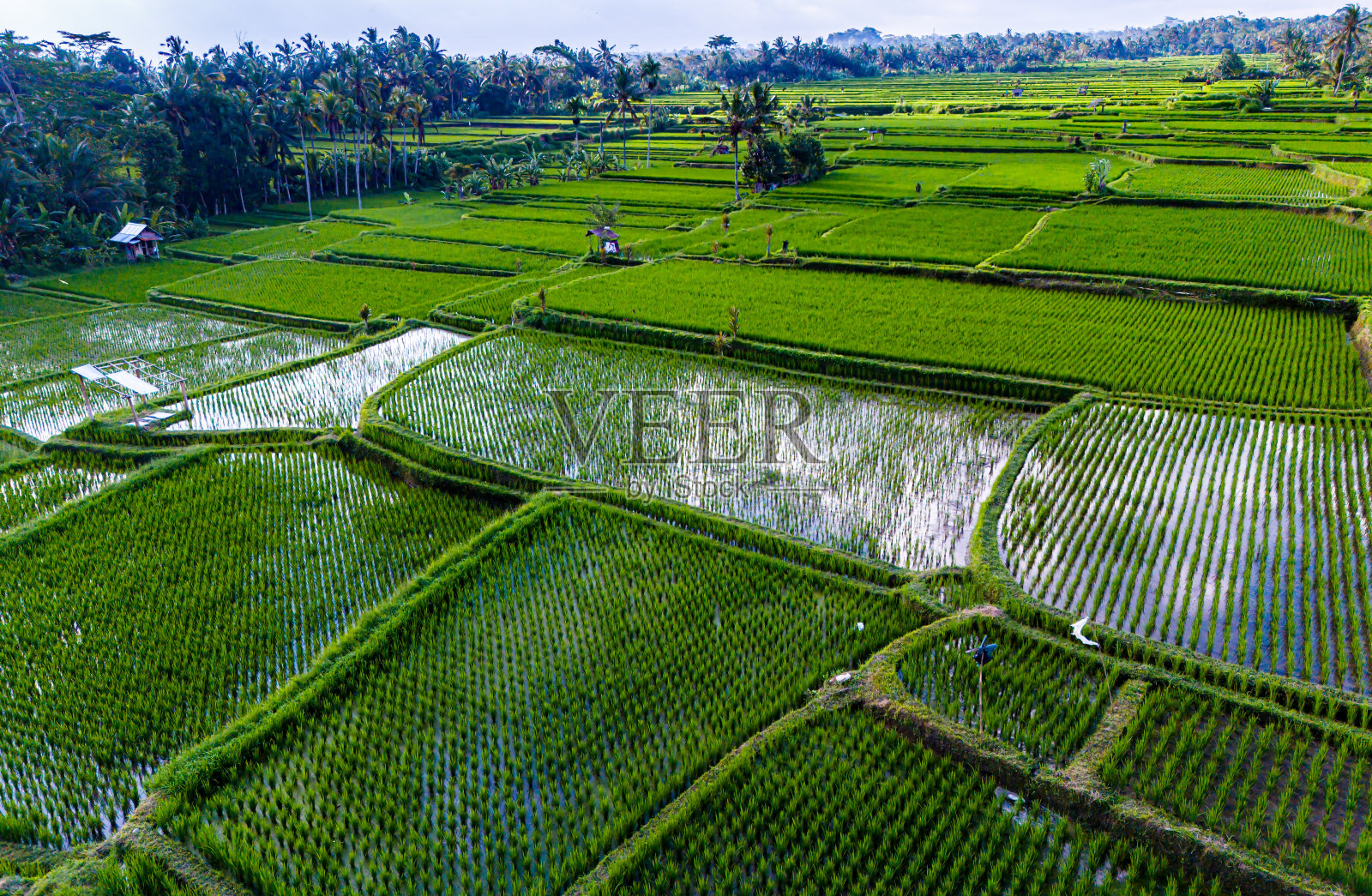 印度尼西亚巴厘岛巴扬甘地区的稻田照片摄影图片