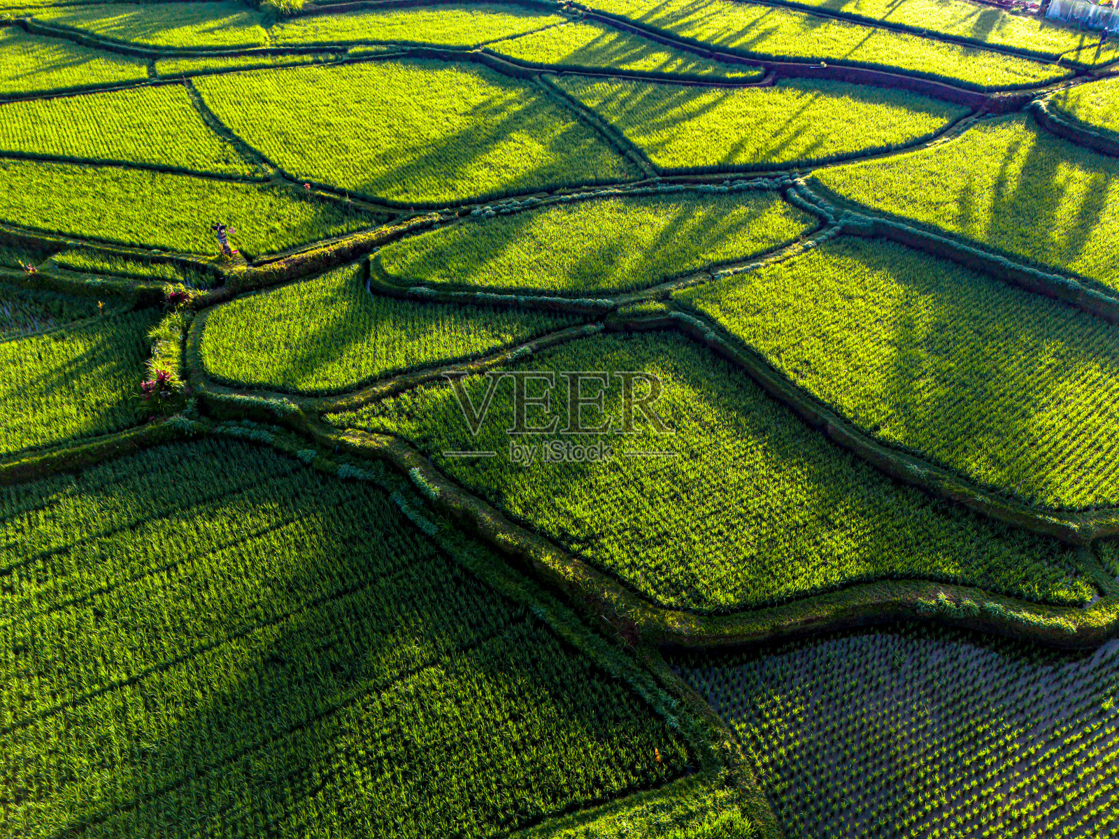 印度尼西亚巴厘岛巴扬甘地区的稻田照片摄影图片