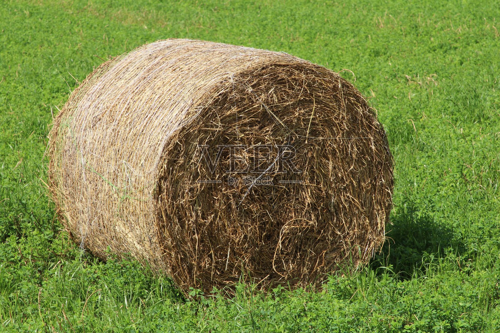 草丛里有个棕色的圆形物体照片摄影图片