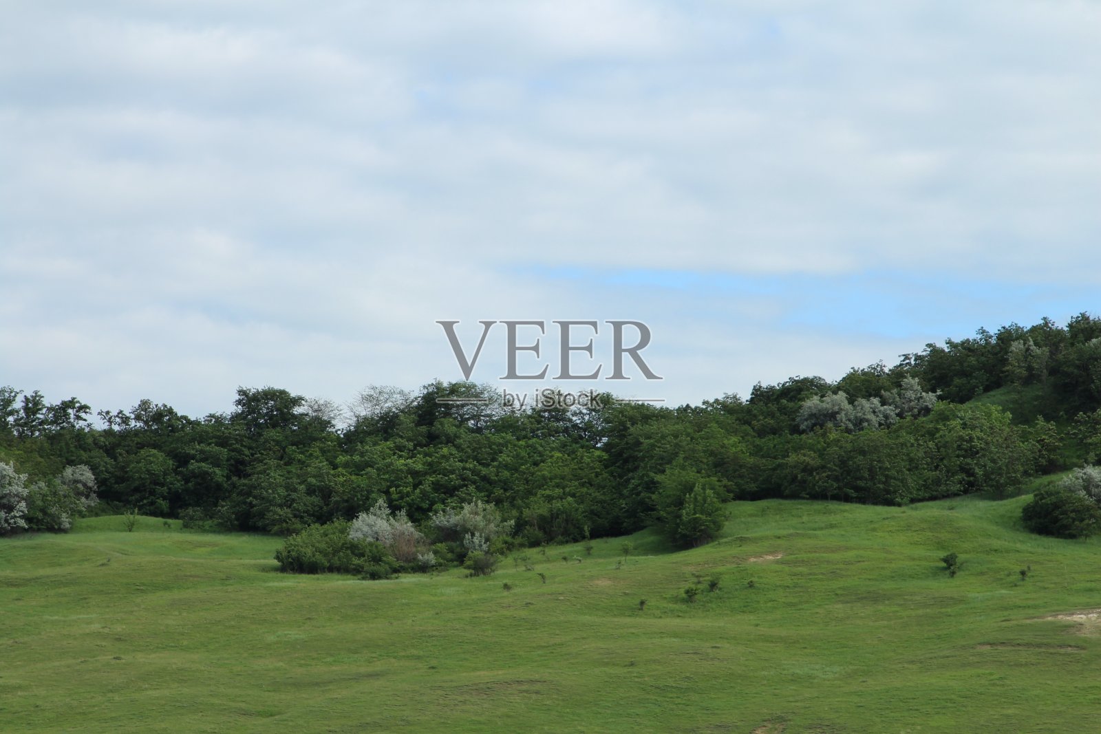 以树为背景的草地照片摄影图片