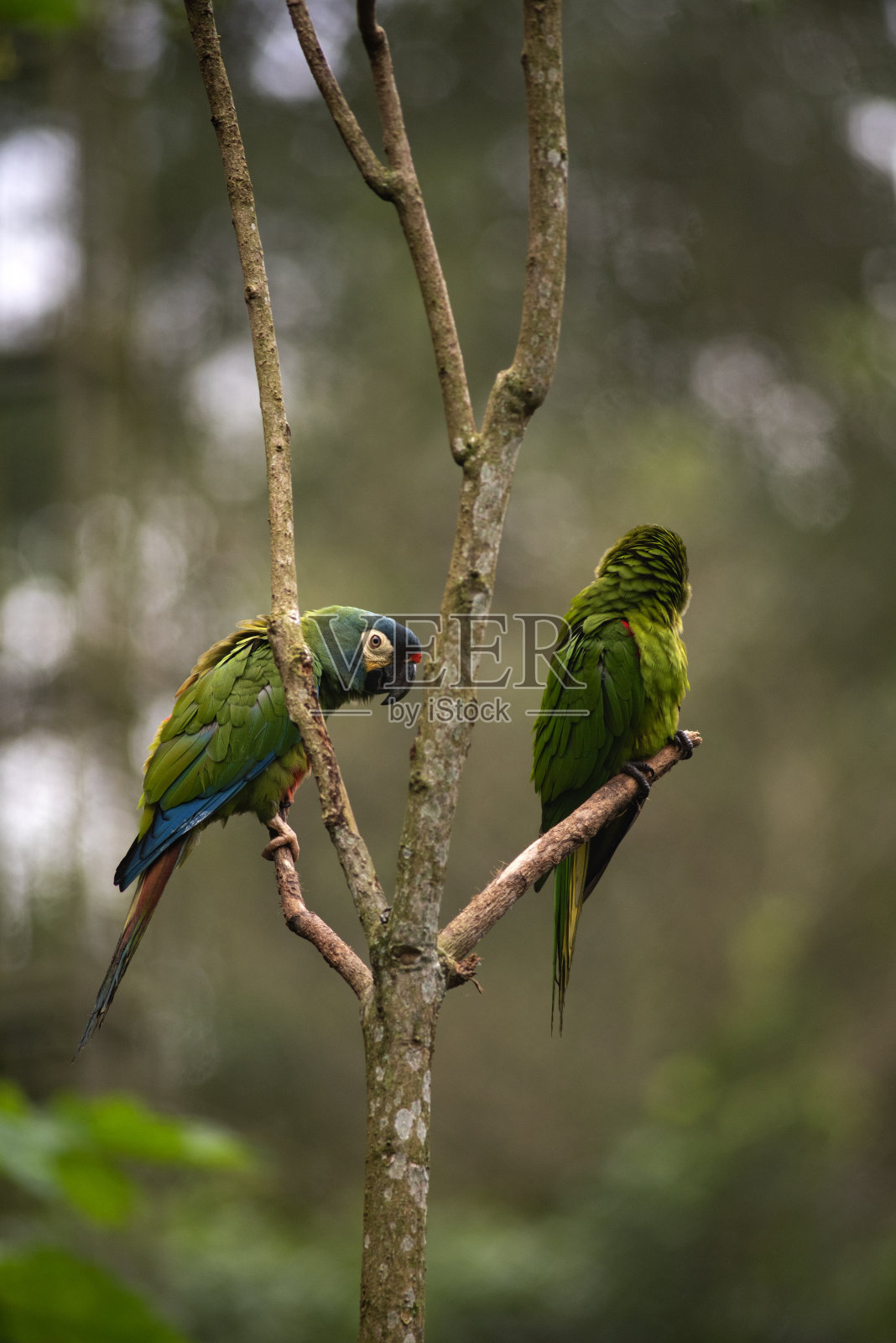 Blue-winged金刚鹦鹉照片摄影图片