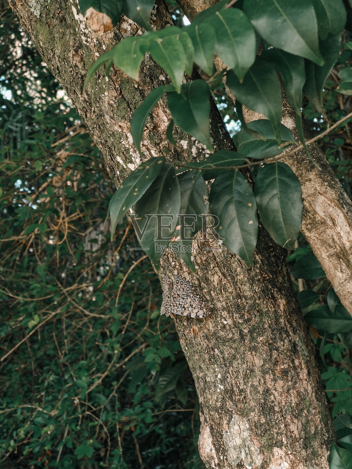 自然界中的蝴蝶照片摄影图片