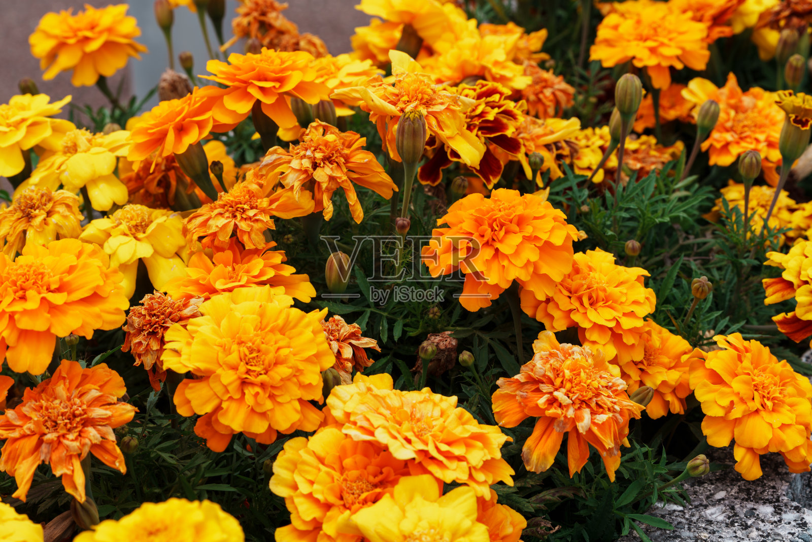 金盏花照片摄影图片