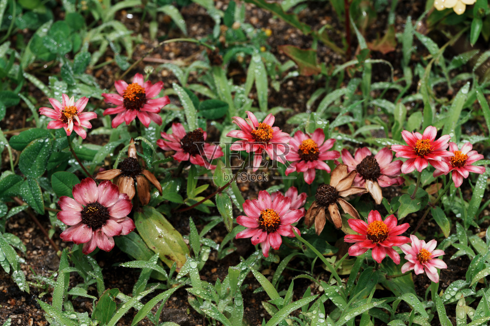 zinnia照片摄影图片