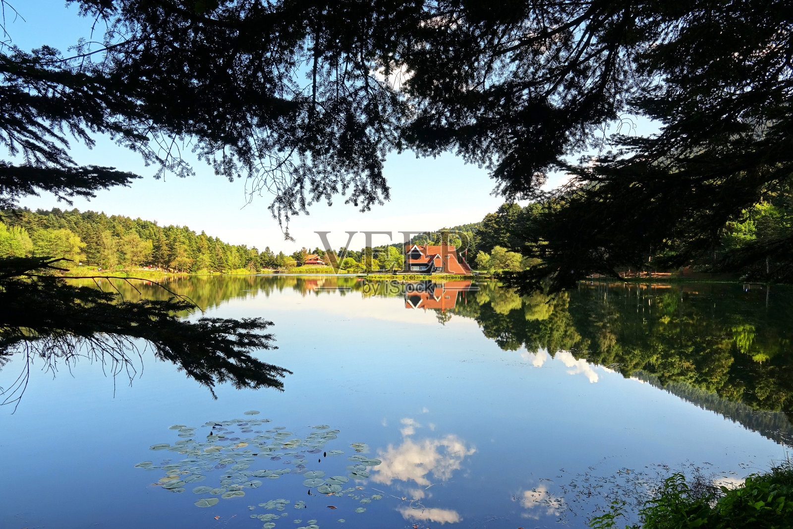 美丽野生动物保护区湖畔森林景观照片摄影图片
