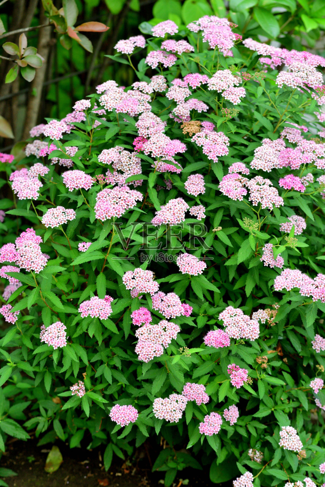 绣线菊/日本绣线菊/日本绣线菊:蔷薇科多年生落叶灌木照片摄影图片