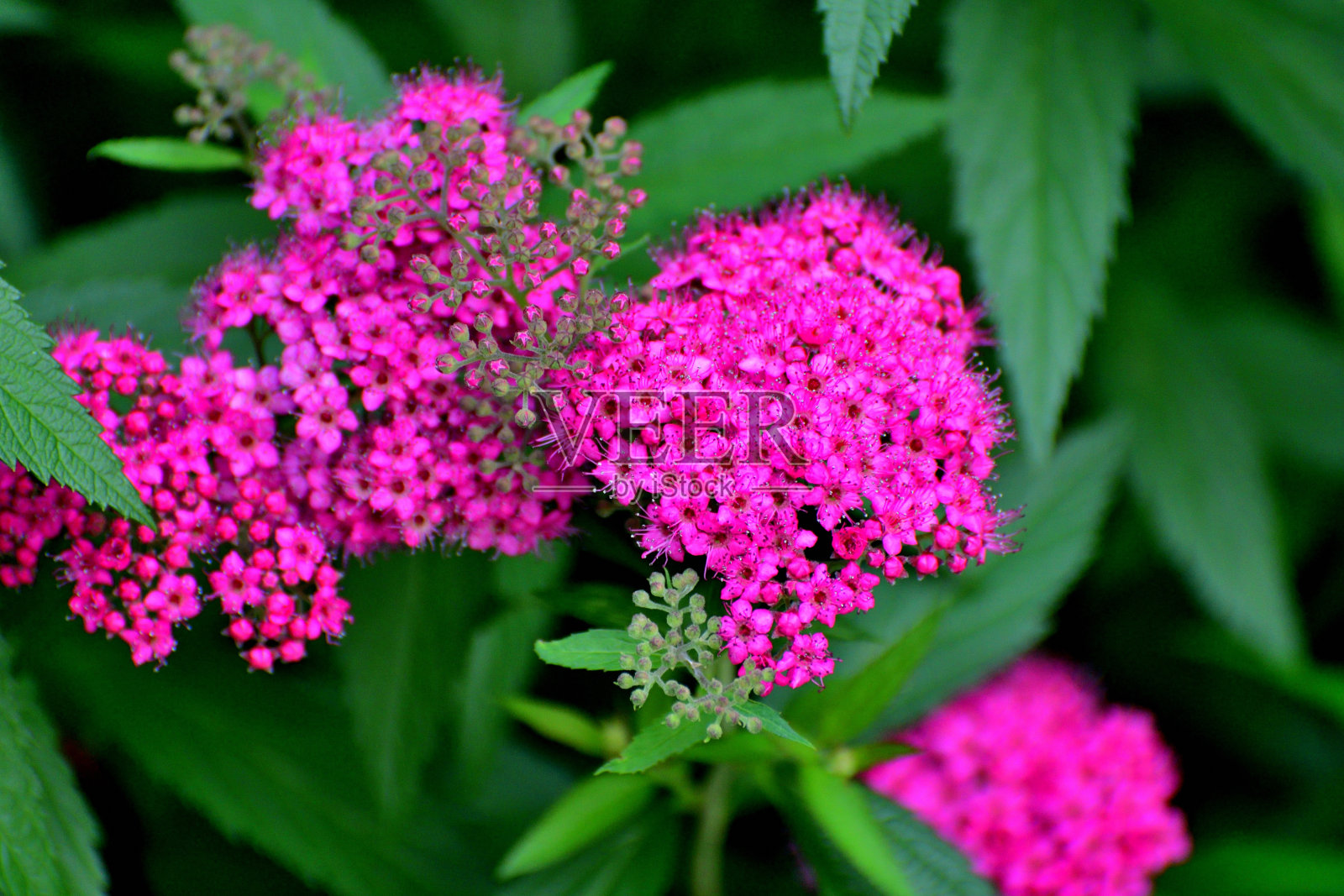 绣线菊/日本绣线菊/日本绣线菊:蔷薇科多年生落叶灌木照片摄影图片