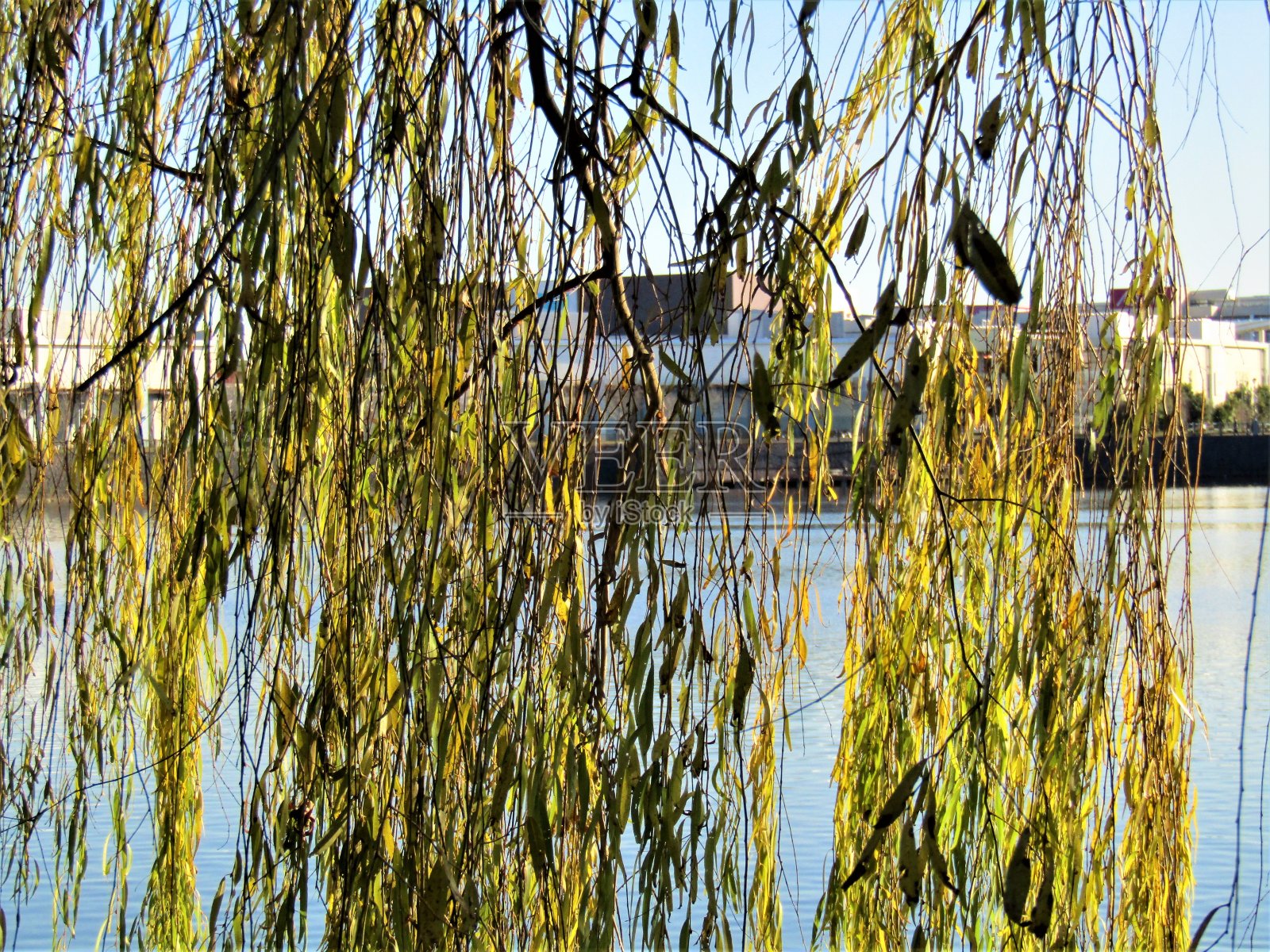 日本。12月。湖边垂柳的枝条。照片摄影图片