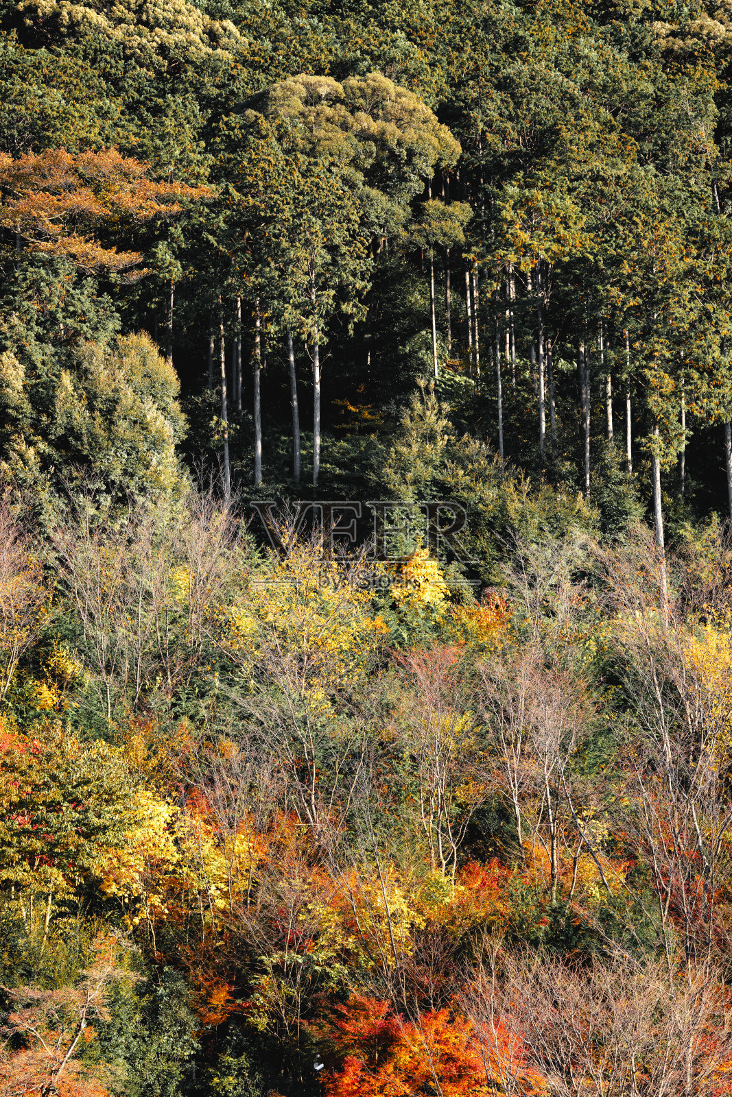 秋天的森林，树叶鲜艳，树木高大照片摄影图片