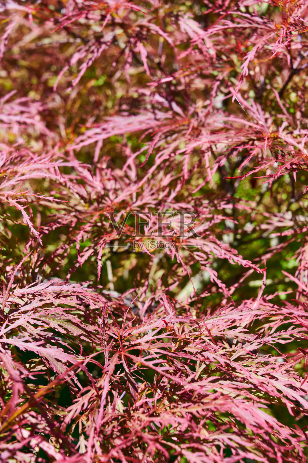 日本枫树照片摄影图片