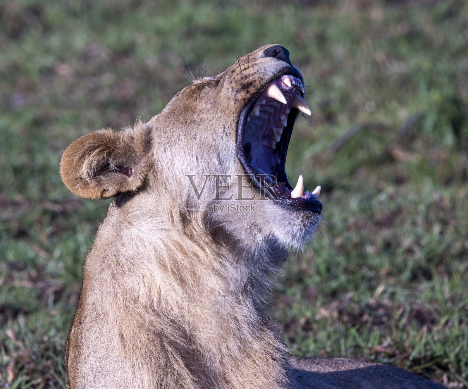狮子打哈欠照片摄影图片