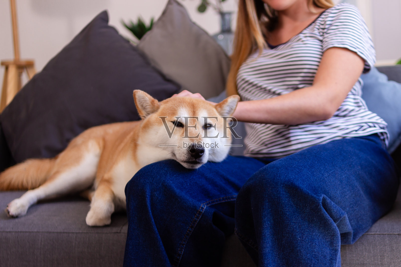年轻女子抚摸着在家里沙发上放松的柴犬照片摄影图片