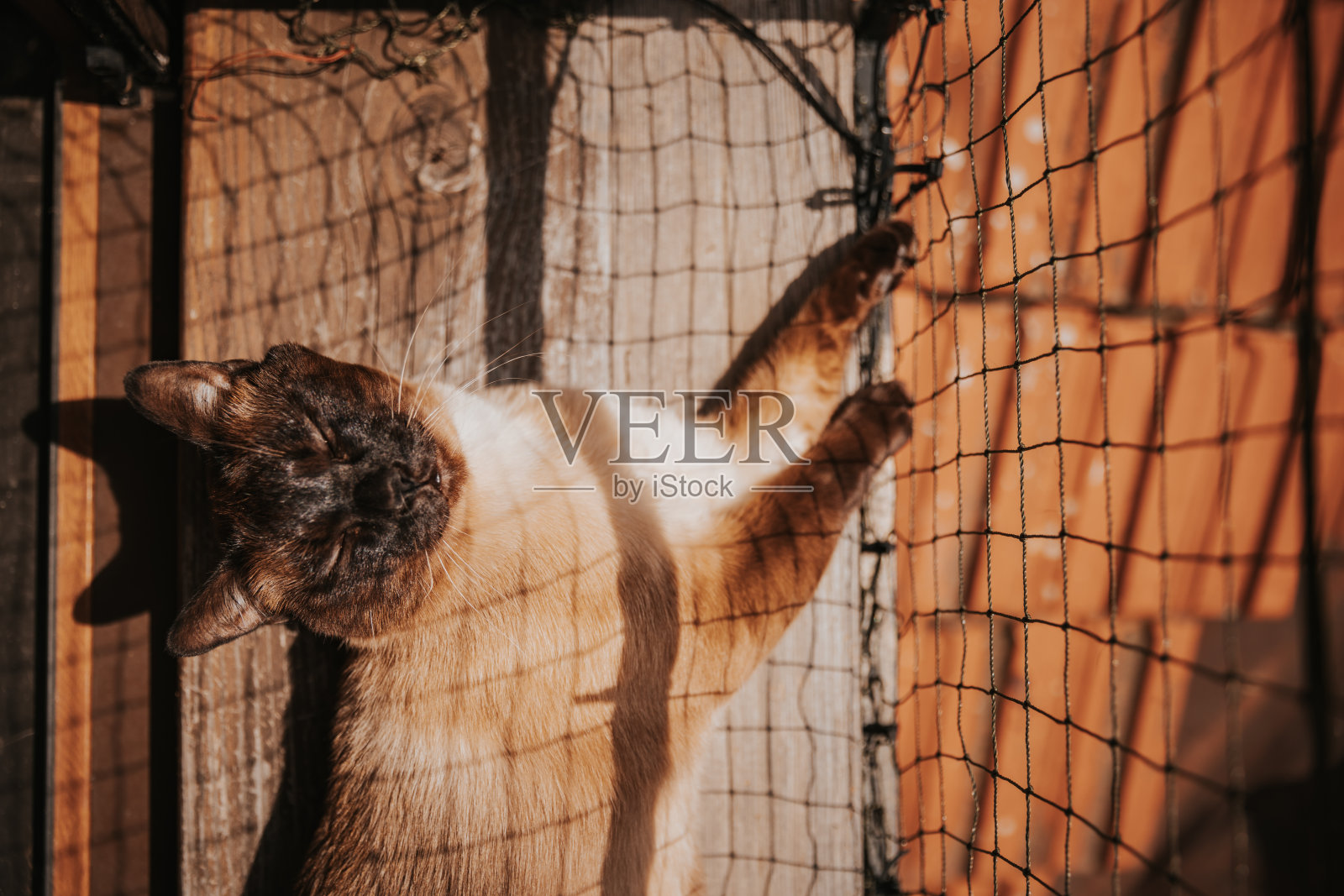 美丽的暹罗猫躺在阳光明媚的玻璃露台上，窗户上有猫防护网照片摄影图片