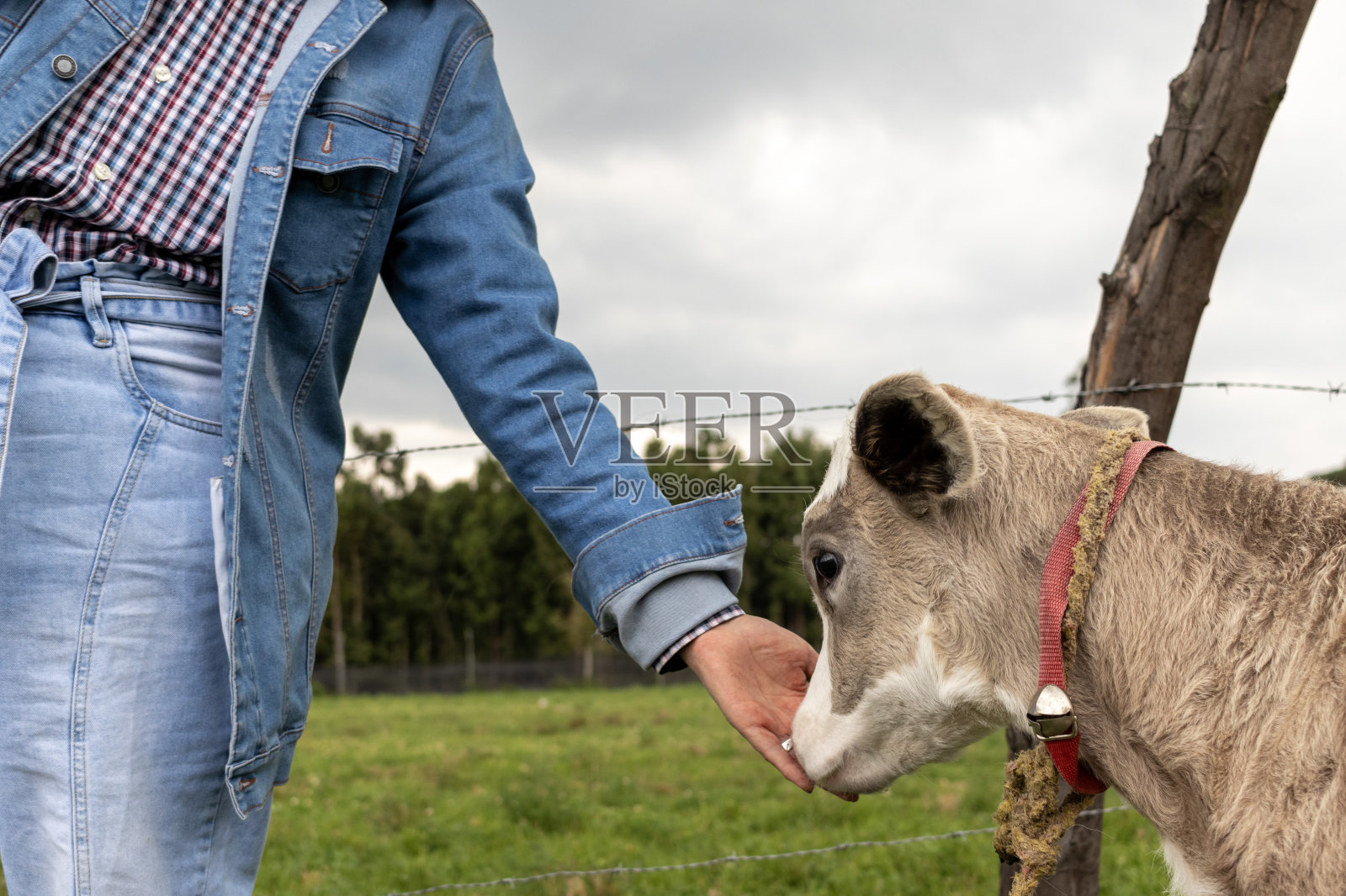 一个无法辨认的人与前景中的一头小牛握手照片摄影图片