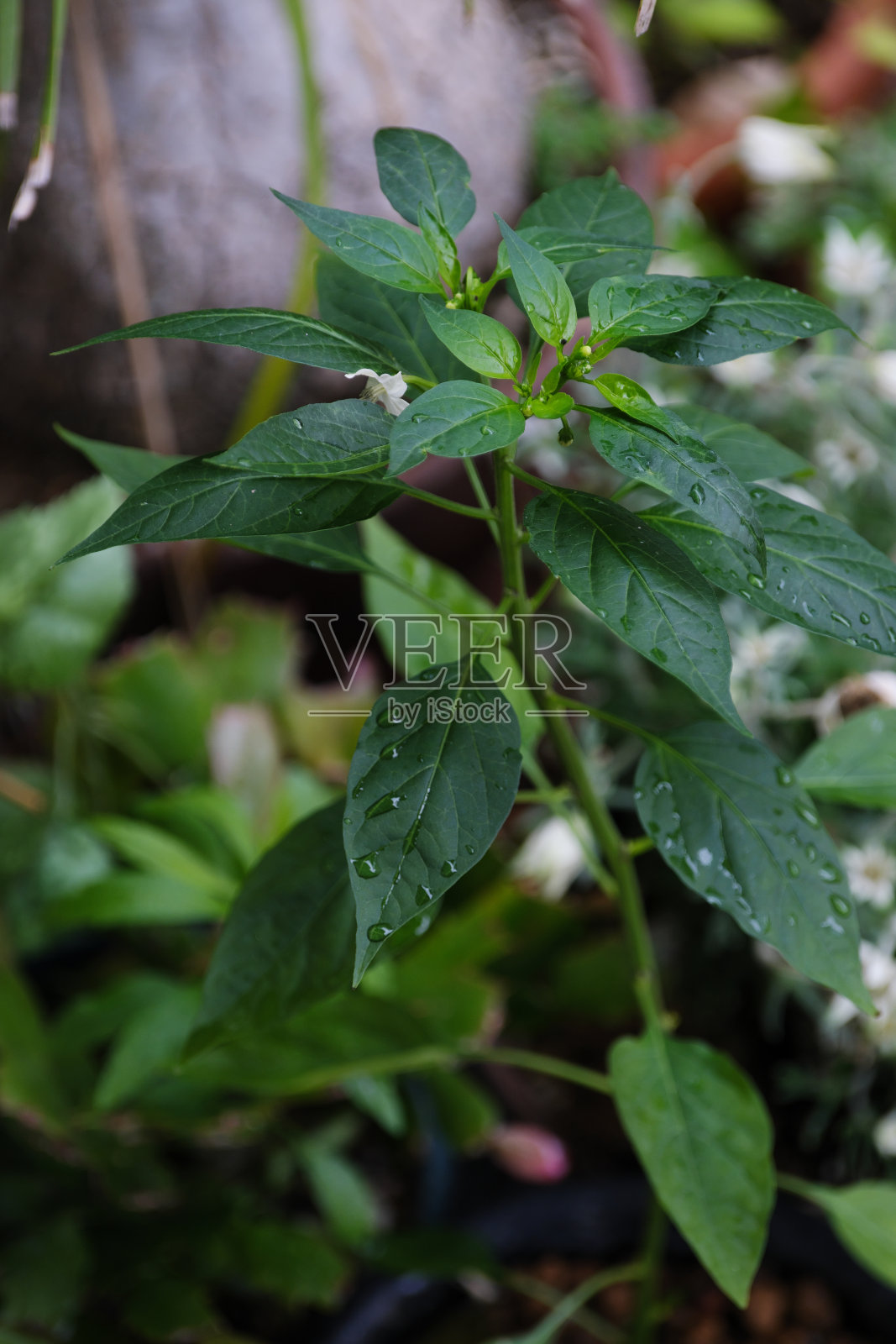 初夏辣椒叶照片摄影图片