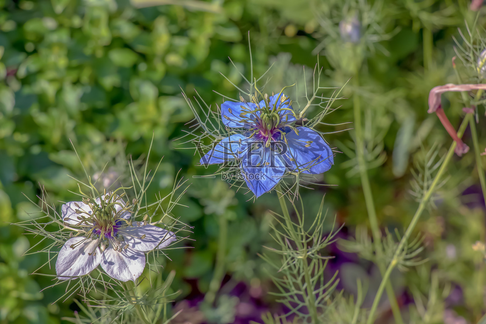 精致的白色和蓝色黑草或爱花在雾中，植物背景与复制空间照片摄影图片