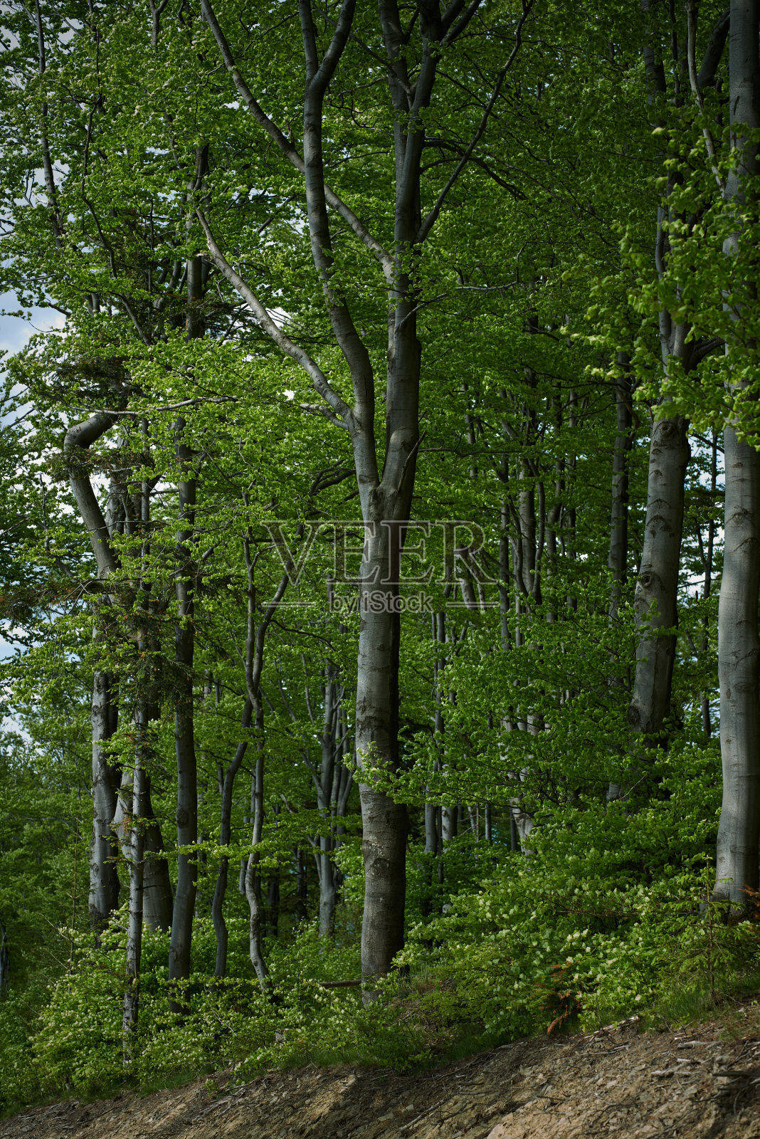美丽的贝斯基德·齐维茨基森林，波兰照片摄影图片