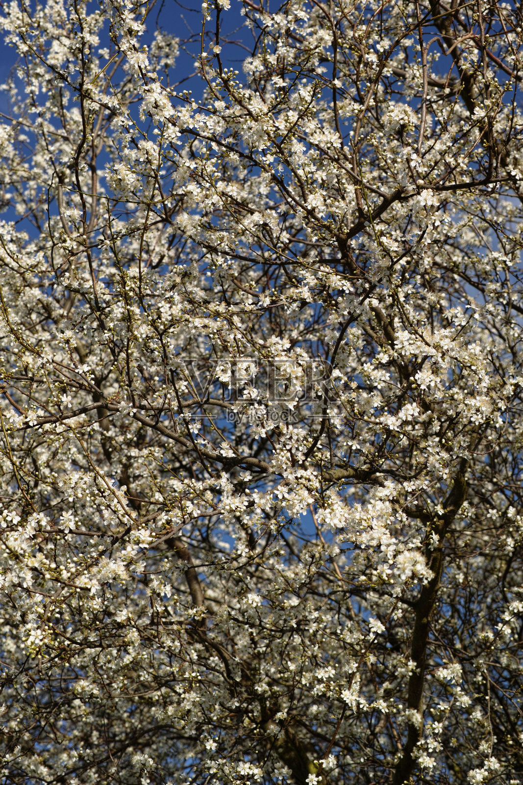樱桃李照片摄影图片