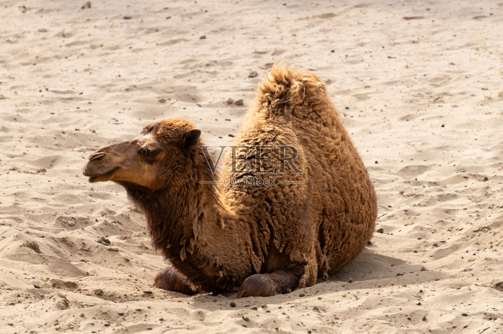 沙漠里的独峰骆驼照片摄影图片