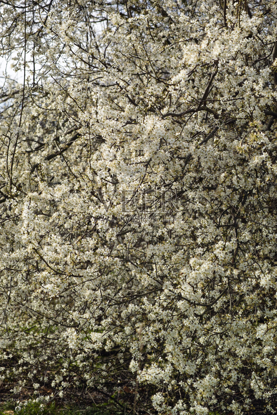 樱桃李照片摄影图片