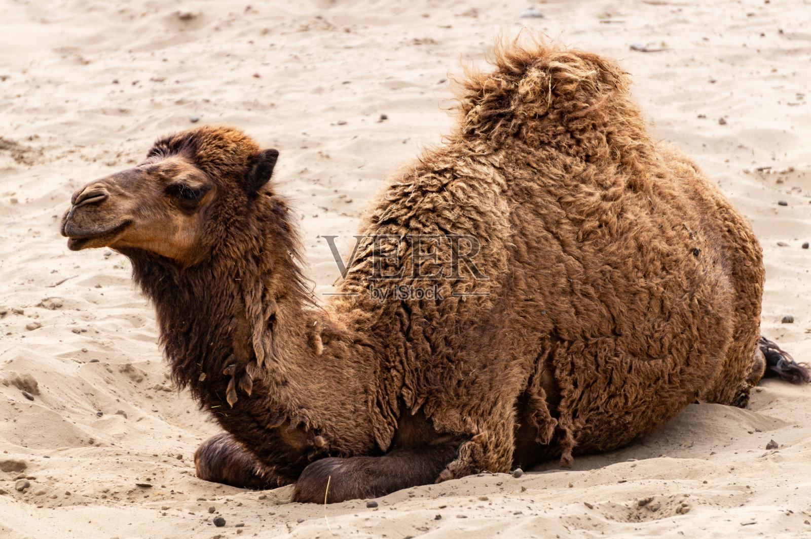 沙漠里的独峰骆驼照片摄影图片